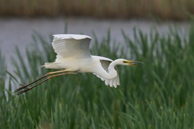 Büyük Beyaz Akbalıkçıl (Ardea alba) Somerset seviyelerinde uçuyor, İngiltere.