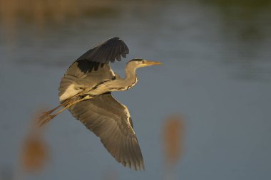 Gri Heron (Ardea cinerea) İngiltere 'nin Somerset kentinde bir sazlığın üzerinde alçaktan uçuyor..                               