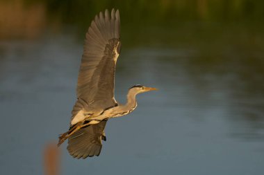 Gri Heron (Ardea cinerea) İngiltere 'nin Somerset kentinde bir sazlığın üzerinde alçaktan uçuyor..                               