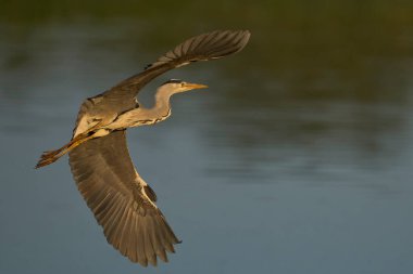 Gri Heron (Ardea cinerea) İngiltere 'nin Somerset kentinde bir sazlığın üzerinde alçaktan uçuyor..                               