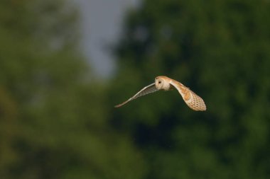 Barn Owl (Tyto alba), Somerset seviyelerinde avlanmaktadır.