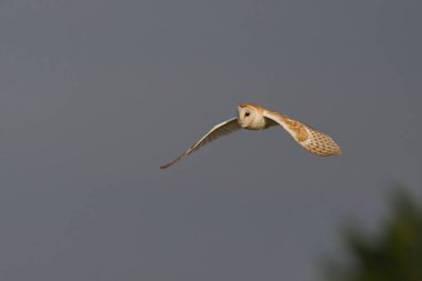 Barn Owl (Tyto alba), Somerset seviyelerinde avlanmaktadır.