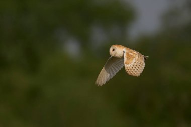 Barn Owl (Tyto alba), Somerset seviyelerinde avlanmaktadır.
