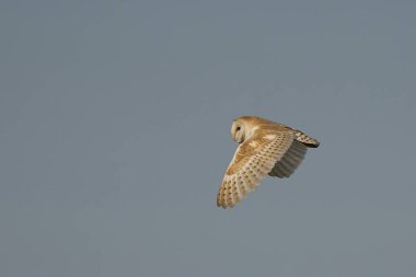 Barn Owl (Tyto alba), Somerset seviyelerinde avlanmaktadır.