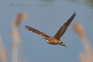 Bittern (Botaurus Stellaris) Somerset Düzey, İngiltere 'de uçuşta.