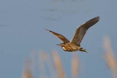 Bittern (Botaurus Stellaris) Somerset Düzey, İngiltere 'de uçuşta.