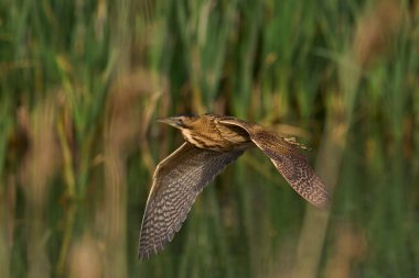 Bittern (Botaurus Stellaris) Somerset Düzey, İngiltere 'de uçuşta.