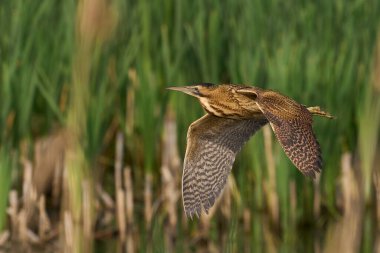 Bittern (Botaurus Stellaris) Somerset Düzey, İngiltere 'de uçuşta.