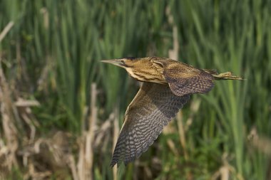 Bittern (Botaurus Stellaris) Somerset Düzey, İngiltere 'de uçuşta.