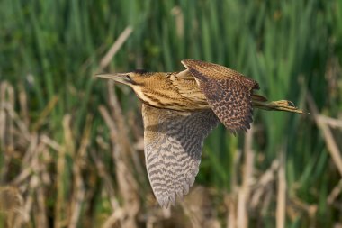 Bittern (Botaurus Stellaris) Somerset Düzey, İngiltere 'de uçuşta.