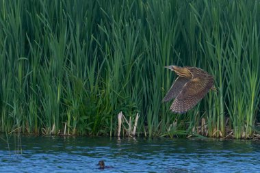 Bittern (Botaurus Stellaris) Somerset Düzey, İngiltere 'de uçuşta.