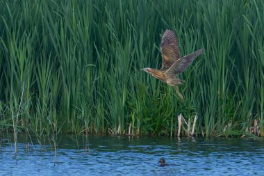 Bittern (Botaurus Stellaris) Somerset Düzey, İngiltere 'de uçuşta.