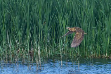Bittern (Botaurus Stellaris) Somerset Düzey, İngiltere 'de uçuşta.