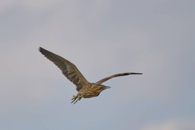 Bittern (Botaurus Stellaris) Somerset Düzey, İngiltere 'de uçuşta.