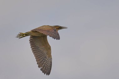 Bittern (Botaurus Stellaris) Somerset Düzey, İngiltere 'de uçuşta.