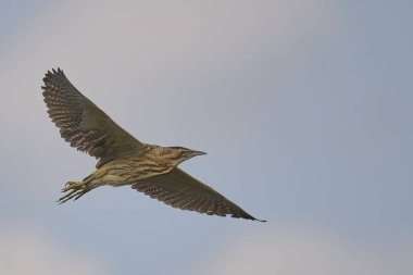 Bittern (Botaurus Stellaris) Somerset Düzey, İngiltere 'de uçuşta.