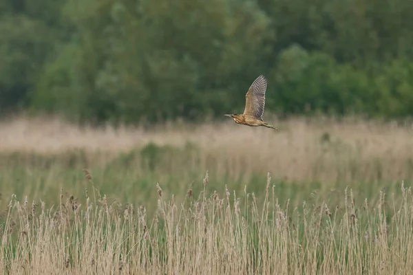Bittern (Botaurus Stellaris) Somerset Düzey, İngiltere 'de uçuşta.