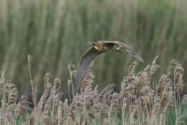 Bittern (Botaurus Stellaris) Somerset Düzey, İngiltere 'de uçuşta.