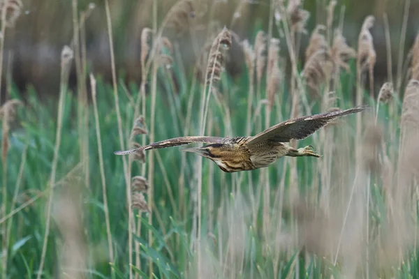 Bittern (Botaurus Stellaris) Somerset Düzey, İngiltere 'de uçuşta.