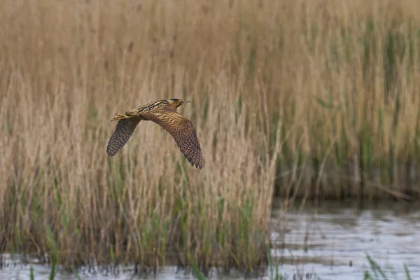 Bittern (Botaurus Stellaris) Somerset Düzey, İngiltere 'de uçuşta.