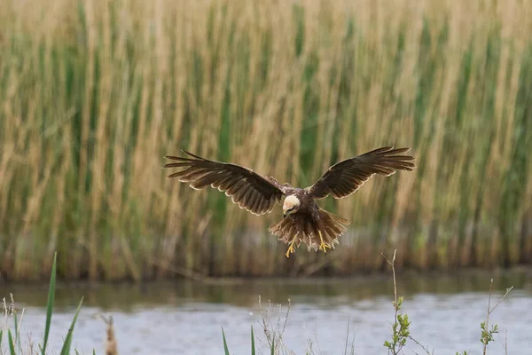 Marsh Harrier (Circus aeruginosus), Birleşik Krallık 'taki Somerset Düzey' de bir sazlığın üzerinde avlanmaktadır.
