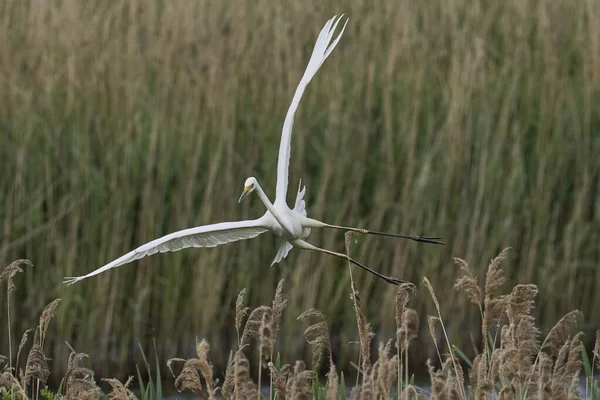 Büyük Beyaz Akbalıkçıl (Ardea alba) Somerset seviyelerinde uçuyor, İngiltere.