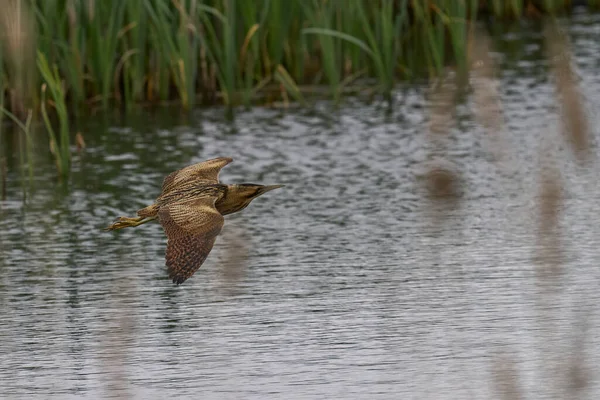 Bittern (Botaurus Stellaris) Somerset Düzey, İngiltere 'de uçuşta.