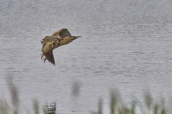 Bittern (Botaurus Stellaris) Somerset Düzey, İngiltere 'de uçuşta.