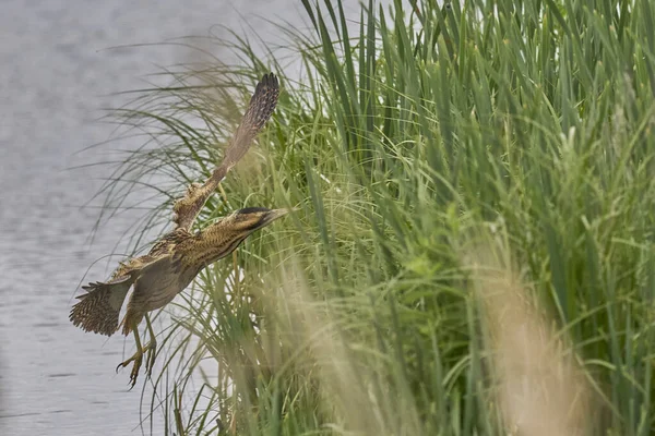 Bittern (Botaurus Stellaris) Somerset Düzey, İngiltere 'de uçuşta.