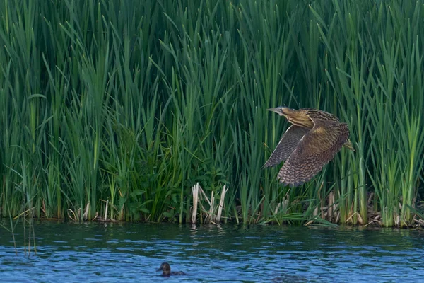 Bittern (Botaurus Stellaris) Somerset Düzey, İngiltere 'de uçuşta.