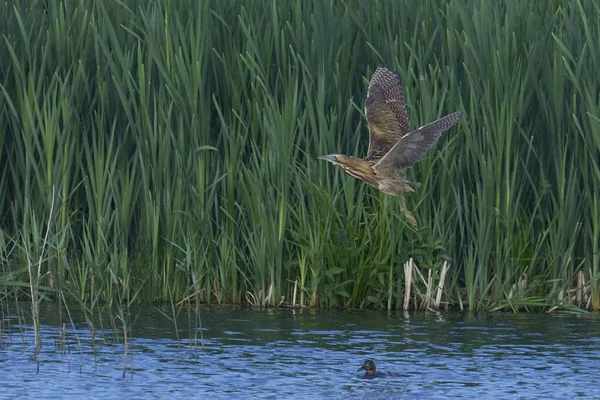 Bittern (Botaurus Stellaris) Somerset Düzey, İngiltere 'de uçuşta.