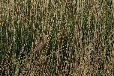 Bittern (Botaurus Stellaris), Somerset, İngiltere 'deki Somerset seviyelerinde bir sazlığa tünemiştir..