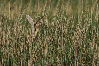 Bittern (Botaurus Stellaris) Somerset, İngiltere 'deki Somerset Düzey' de bir sazlıktan kalkıyor.