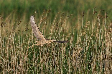 Bittern (Botaurus Stellaris) Somerset, İngiltere 'deki Somerset Düzey' de bir sazlıktan kalkıyor.