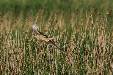 Bittern (Botaurus Stellaris) Somerset, İngiltere 'deki Somerset Düzey' de bir sazlıktan kalkıyor.