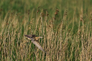 Bittern (Botaurus Stellaris) Somerset, İngiltere 'deki Somerset Düzey' de bir sazlıktan kalkıyor.