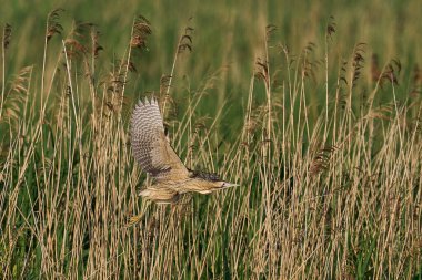 Bittern (Botaurus Stellaris) Somerset, İngiltere 'deki Somerset Düzey' de bir sazlıktan kalkıyor.