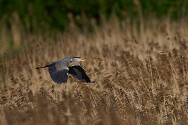 Gri Heron (Ardea cinerea) Somerset Düzey 'de bir sazlığın üzerinden uçuyor, Somerset, İngiltere.