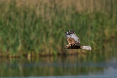 Marsh Harrier (Circus aeruginosus), Birleşik Krallık 'taki Somerset Düzey' de bir sazlığın üzerinde avlanmaktadır.