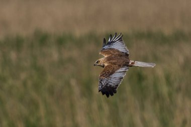 Marsh Harrier (Circus aeruginosus), Birleşik Krallık 'taki Somerset Düzey' de bir sazlığın üzerinde avlanmaktadır.