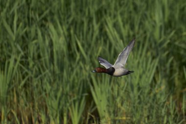 Pochard (Aythya ferina) Somerset Levels, Somerset, İngiltere üzerinde uçuyor.