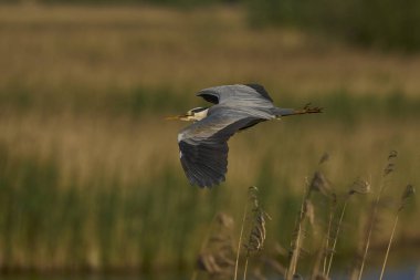 Gri Heron (Ardea cinerea) Somerset Düzey 'de bir sazlığın üzerinden uçuyor, Somerset, İngiltere.