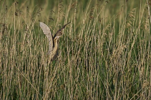 Bittern (Botaurus Stellaris) Somerset, İngiltere 'deki Somerset Düzey' de bir sazlıktan kalkıyor.