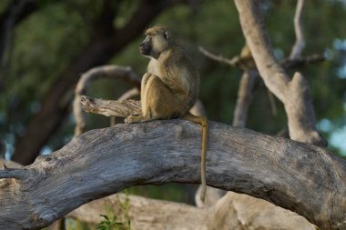Sarı Babun (Papio cynocephalus) Güney Luangwa Ulusal Parkı, Zambiya 'da bir ağaçta oturuyor.
