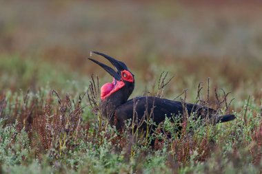 Güney Zemin Boynuzu (Bucorvus Leader Beatbeateri) Güney Luangwa Ulusal Parkı, Zambiya 'da yiyecek arıyor.