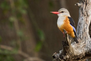 Gri başlı Kingfisher (Halcyon lökocephala) Güney Luangwa Ulusal Parkı 'nda bir dala tünemişti.
