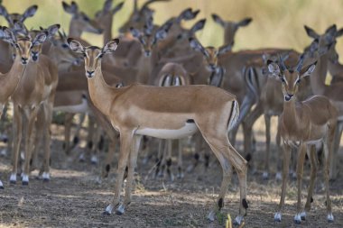 Büyük bir Impala grubu (Aepyceros melampus) Güney Luangwa Ulusal Parkı 'ndaki bir ağacın altında saklanıyor.