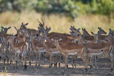 Büyük bir Impala grubu (Aepyceros melampus) Güney Luangwa Ulusal Parkı 'ndaki bir ağacın altında saklanıyor.