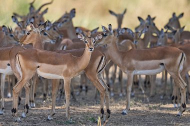 Büyük bir Impala grubu (Aepyceros melampus) Güney Luangwa Ulusal Parkı 'ndaki bir ağacın altında saklanıyor.