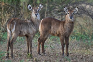 Waterbuck (Kobus ellipsiprymnus) Güney Luangwa Ulusal Parkı, Zambiya
